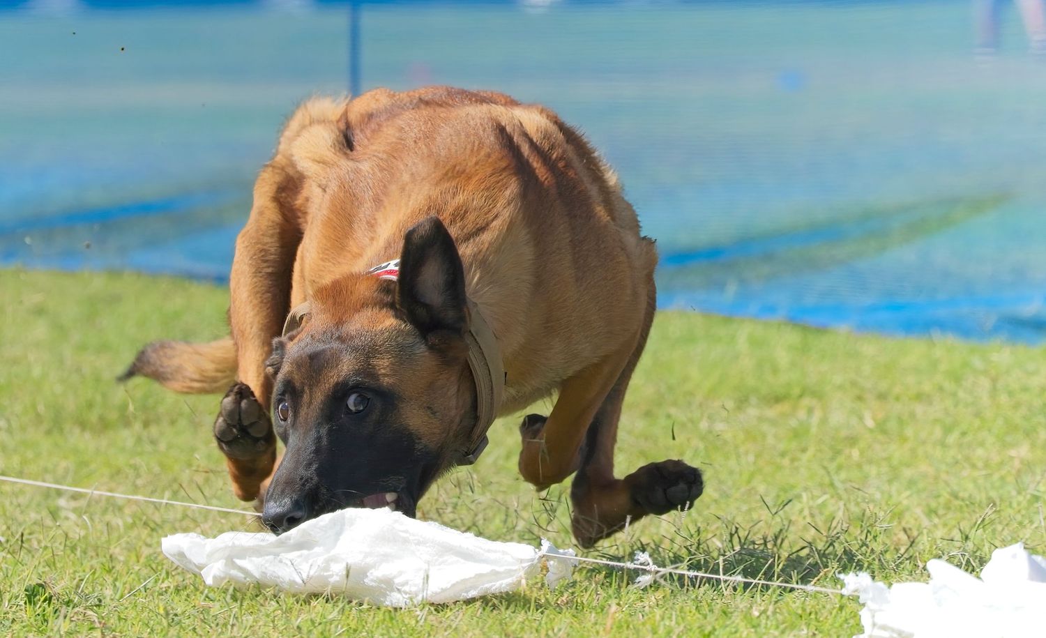 Tan Rhodesian Ridgeback dog sniffs at a white object on green grass under blue sky.