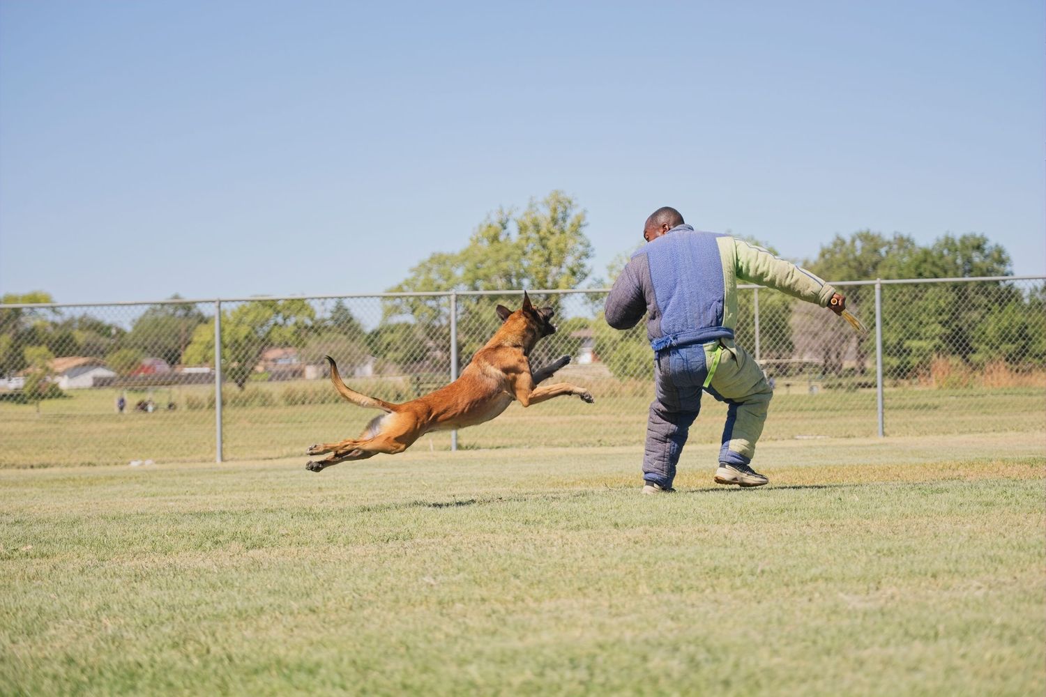 A Belgian Malinois dog leaps through the air during protection training exercises on a grassy field.