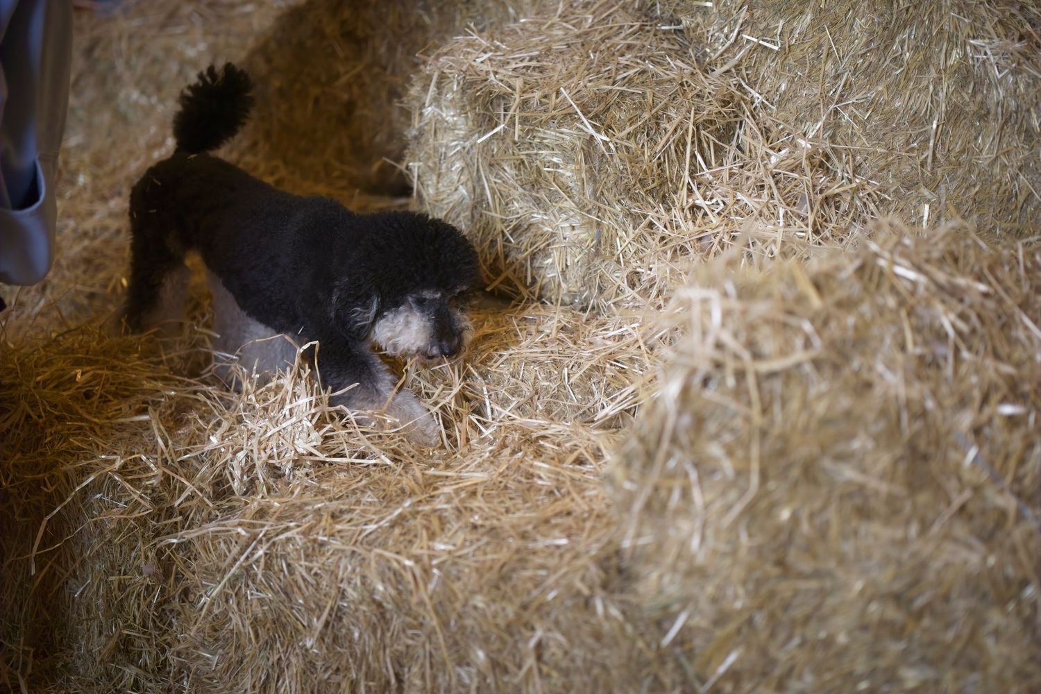 Black and white dog searching through straw bales in a rustic barn environment.
