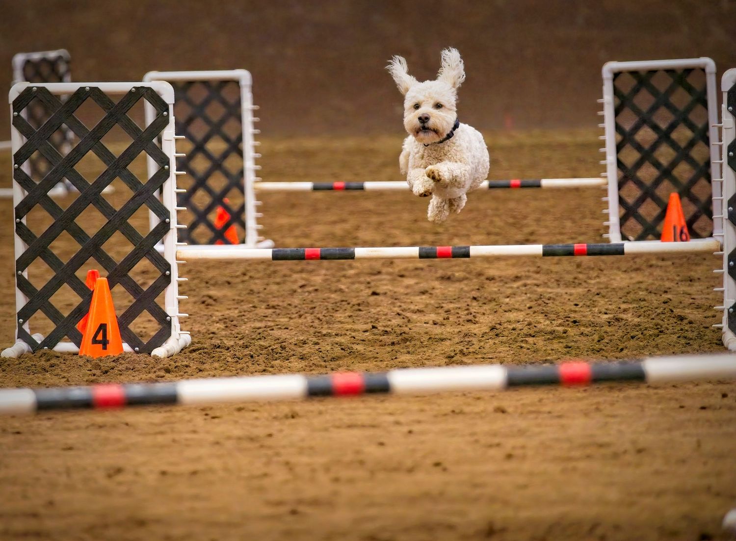 A small white dog jumps over an agility course obstacle in a sequence of action shots on a dirt field.