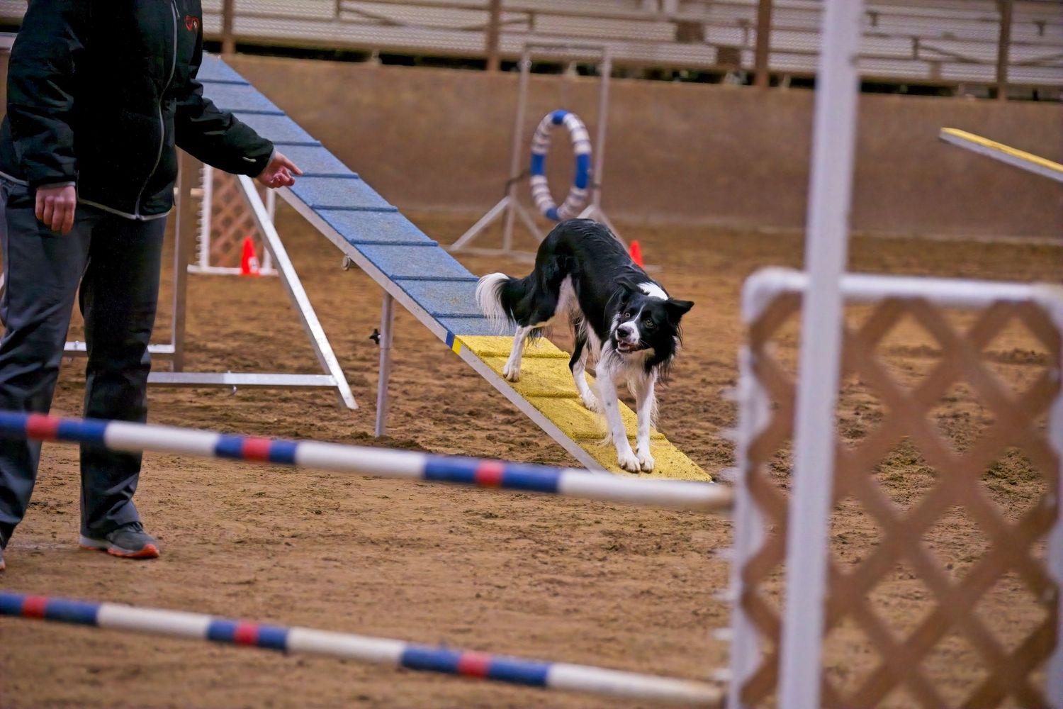 A dog jumps over a blue and white agility course obstacle during a competition event.
