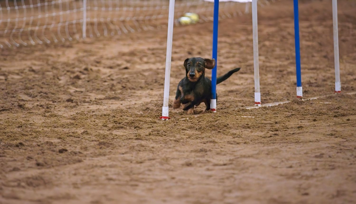A black dog skillfully navigates through blue and red agility course weave poles on a dirt field during competition.