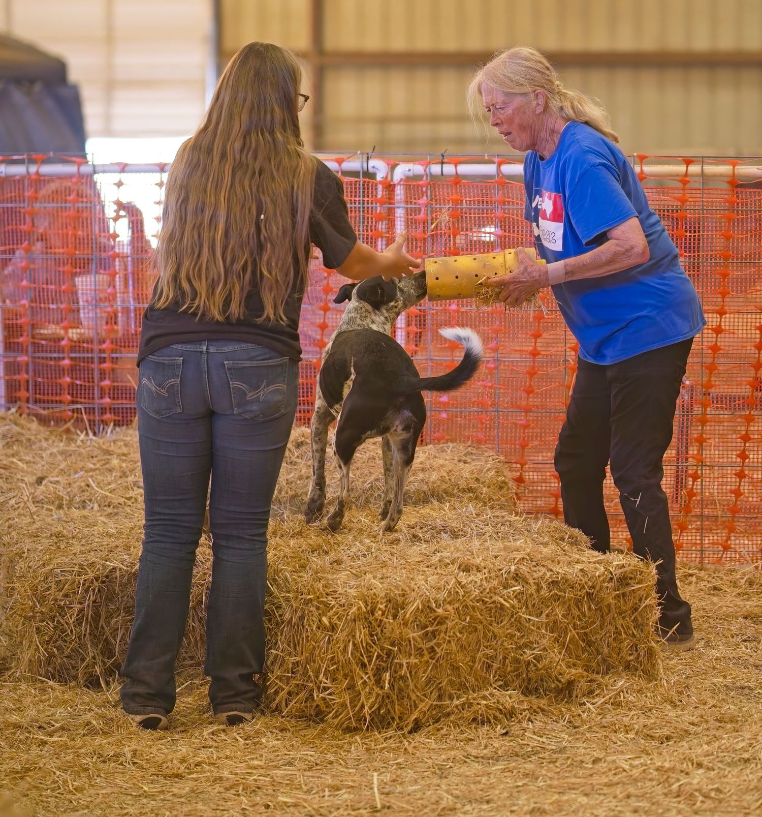 Dogs and handlers work together in a barn filled with hay bales and orange barriers.