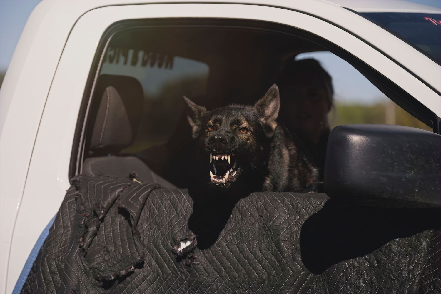 Five sequential photos show a black cat curiously peeking and gradually emerging through a car window opening.