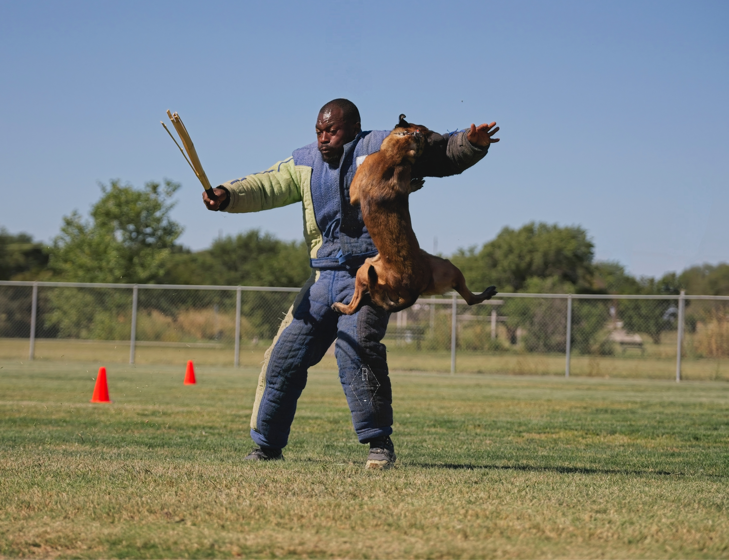 A brown dachshund dog leaps through the air to catch a frisbee during an outdoor agility competition.