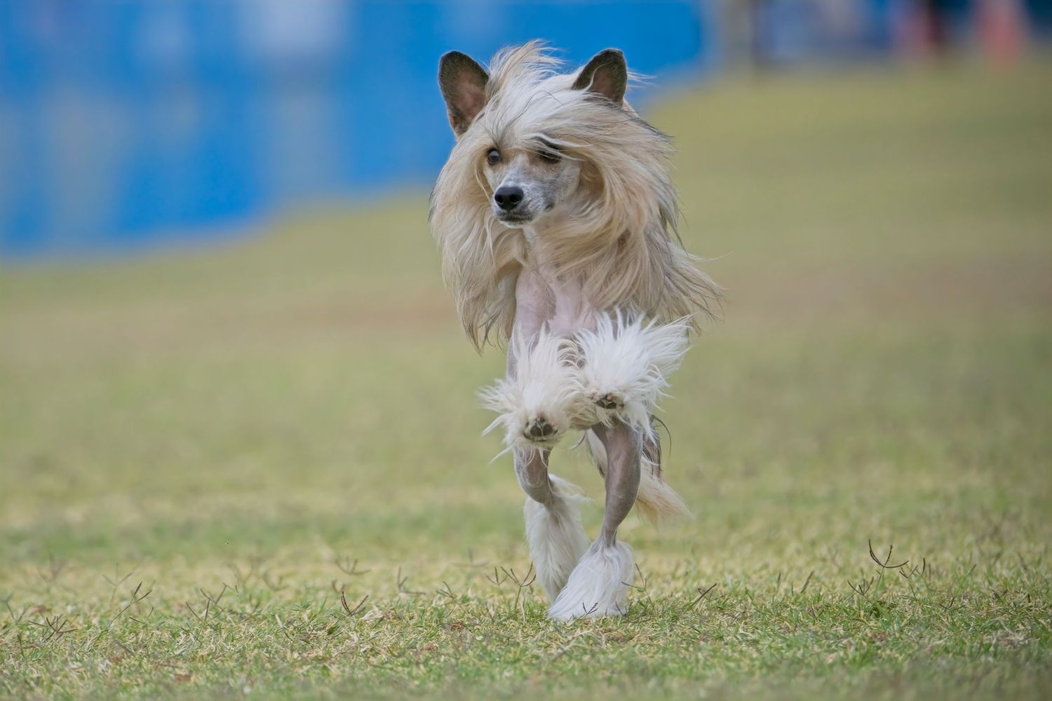 Small fluffy dog running and jumping playfully across a grassy field on a sunny day.