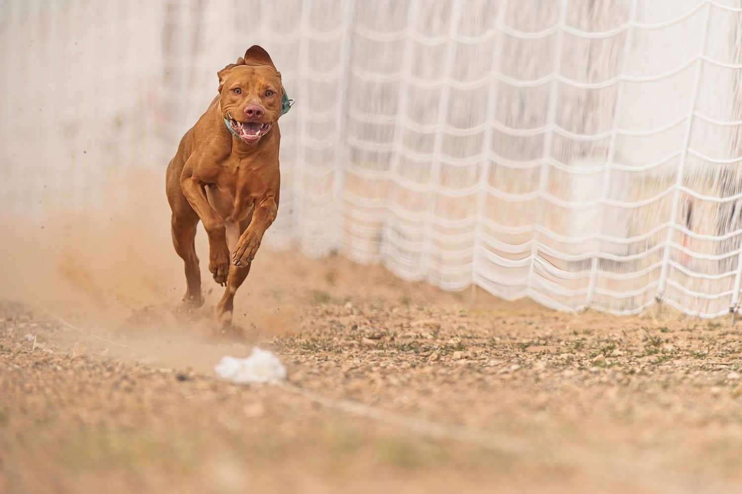 A brown dog runs and plays in sequence across multiple connected photos showing joyful movement and energy.