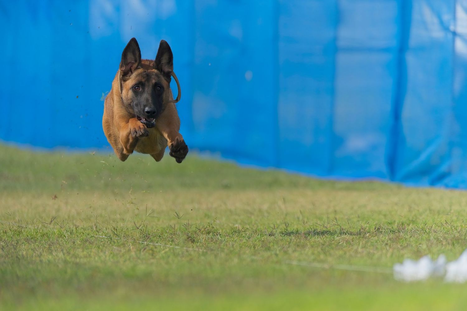 A brown and black dog running through an agility course with a blue backdrop.