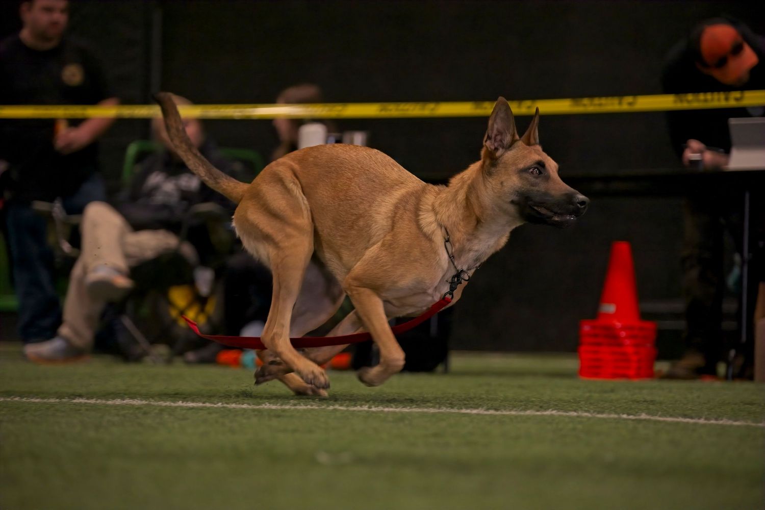 A brown dog runs swiftly through an agility course with orange cones and yellow poles visible in the background.