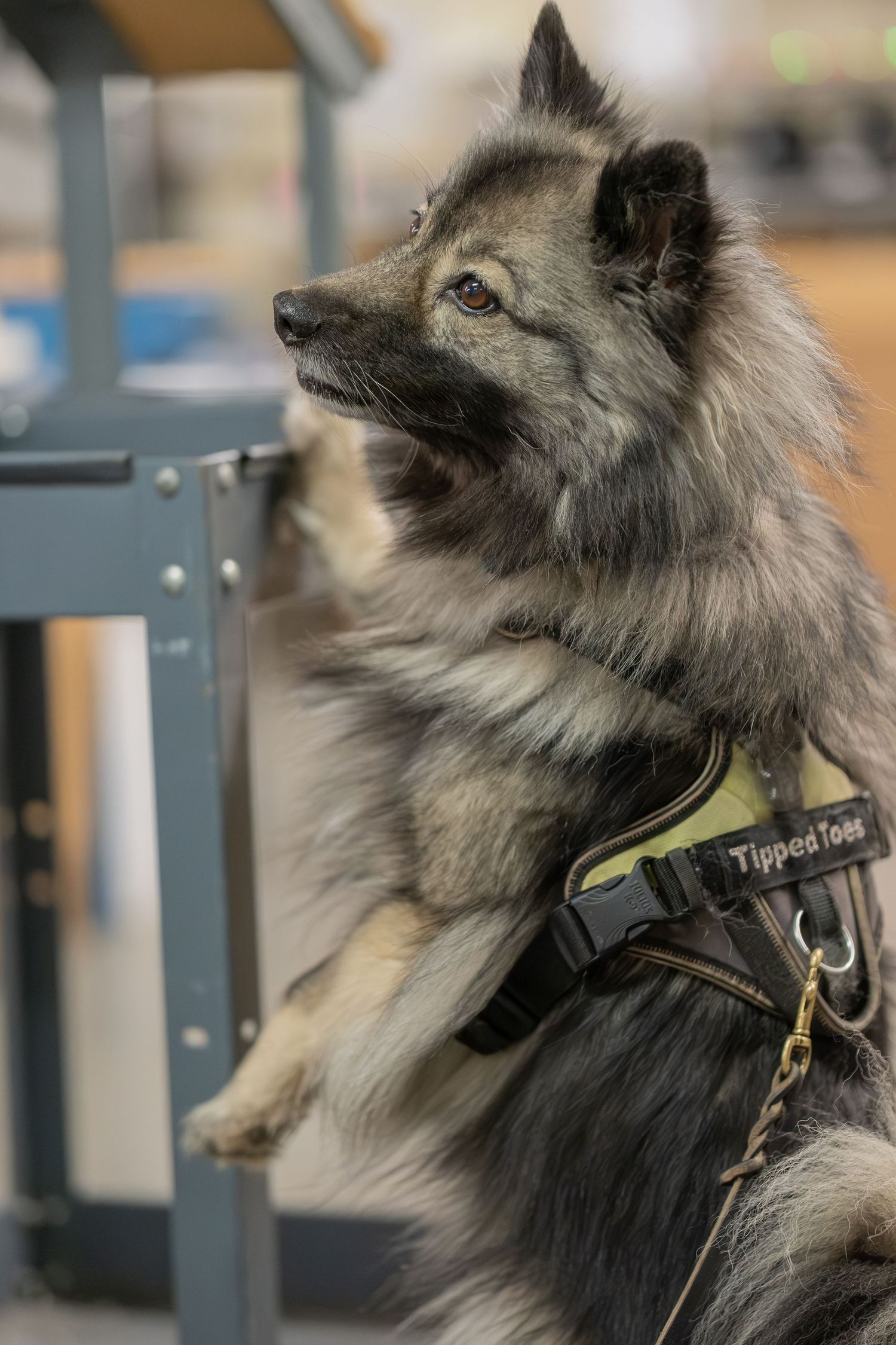 A fluffy gray Keeshond dog wearing a TipperToes harness stands on hind legs against a metal stand indoors.