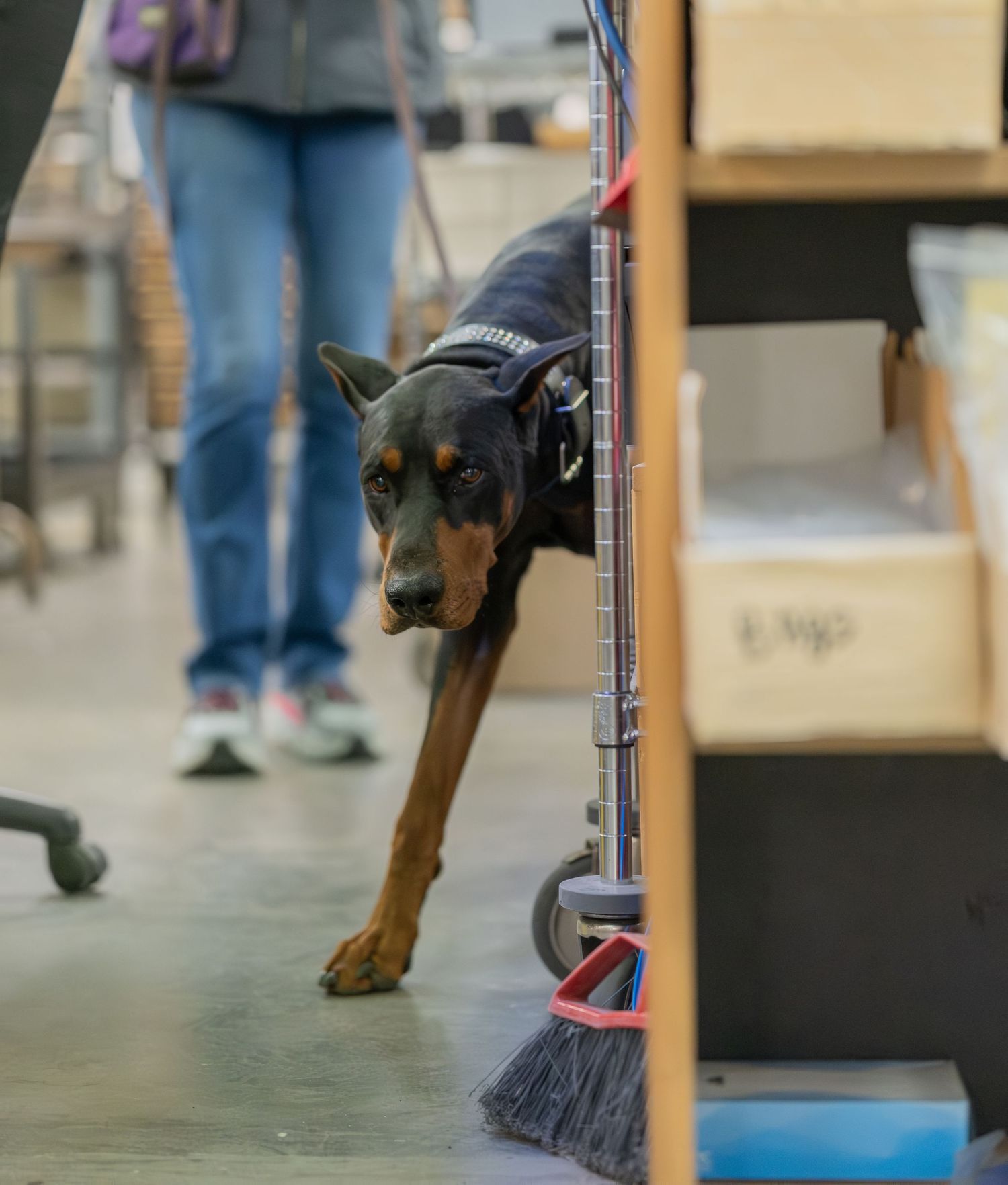 A Doberman Pinscher wearing a service vest explores store aisles while on a leash held by its handler.