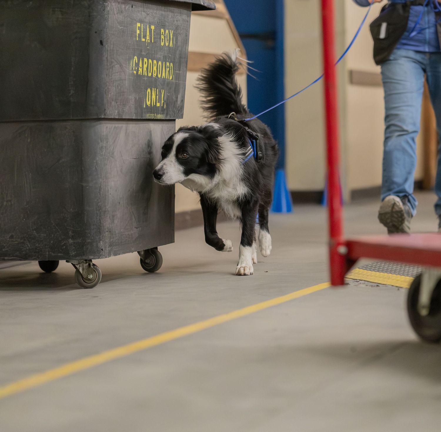 A black and white Border Collie on a blue leash walks inside a warehouse near a flat box cardboard recycling bin.