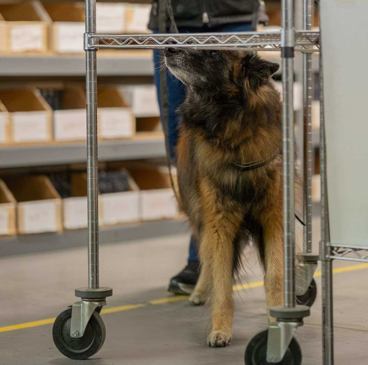 A Belgian Malinois dog sniffing under a metal shelving cart in a warehouse facility.