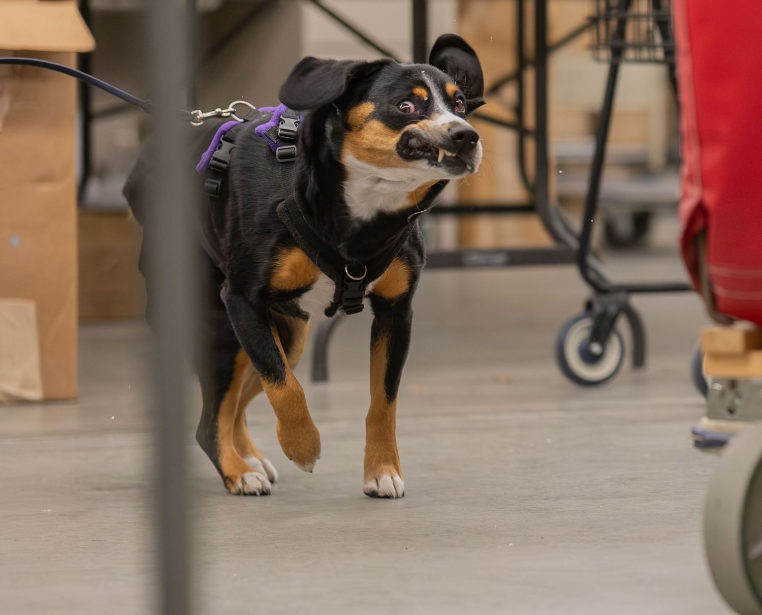A tricolor dog wearing a purple harness walks confidently across a concrete floor in an indoor setting.