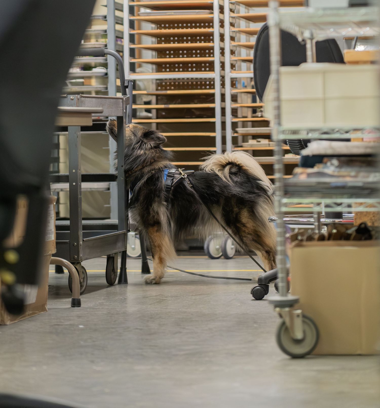 A fluffy dog wearing a harness walks through an industrial storage area with metal racks and carts.