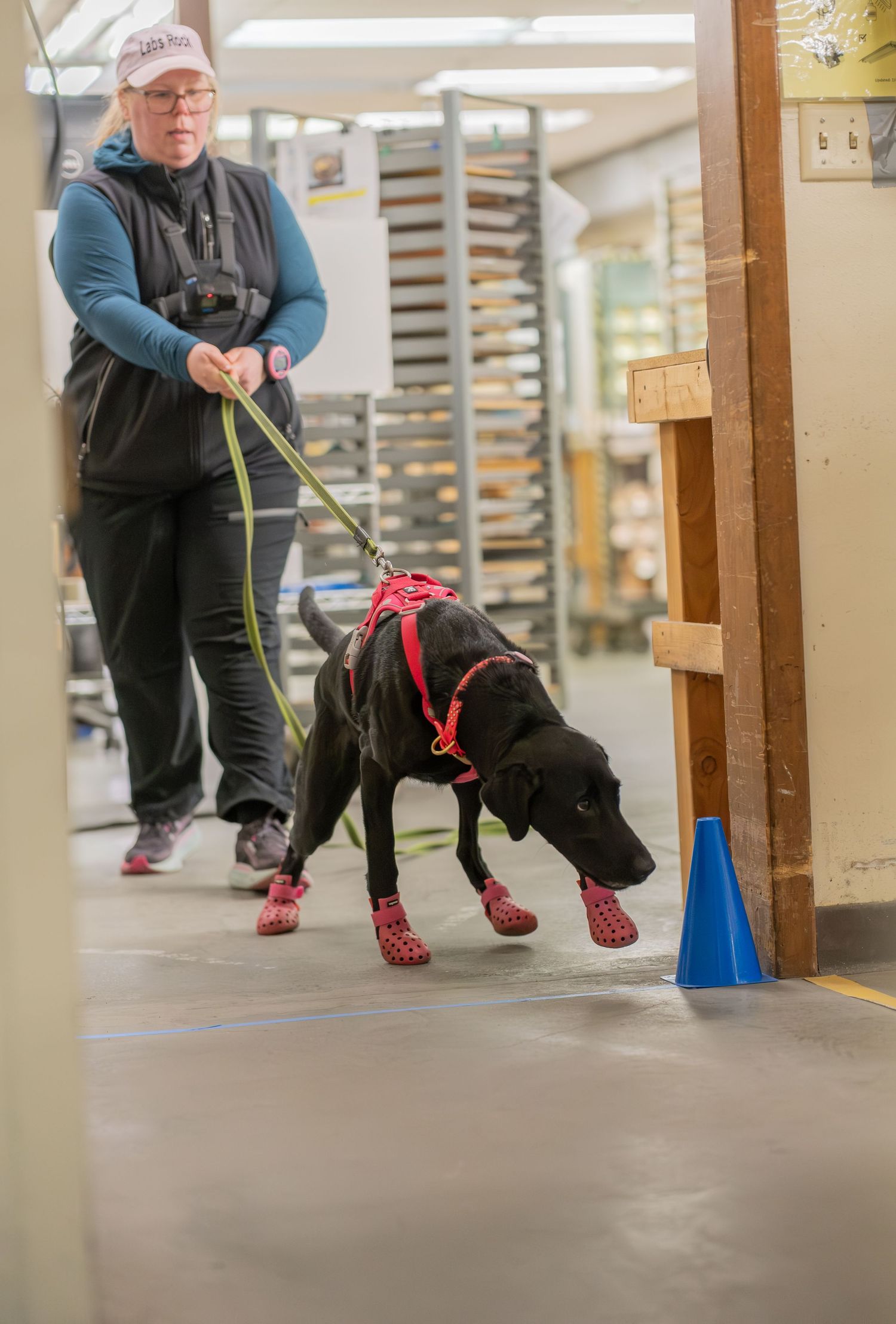 Woman walking black Labrador dog wearing red booties and harness on green leash indoors near blue cone.