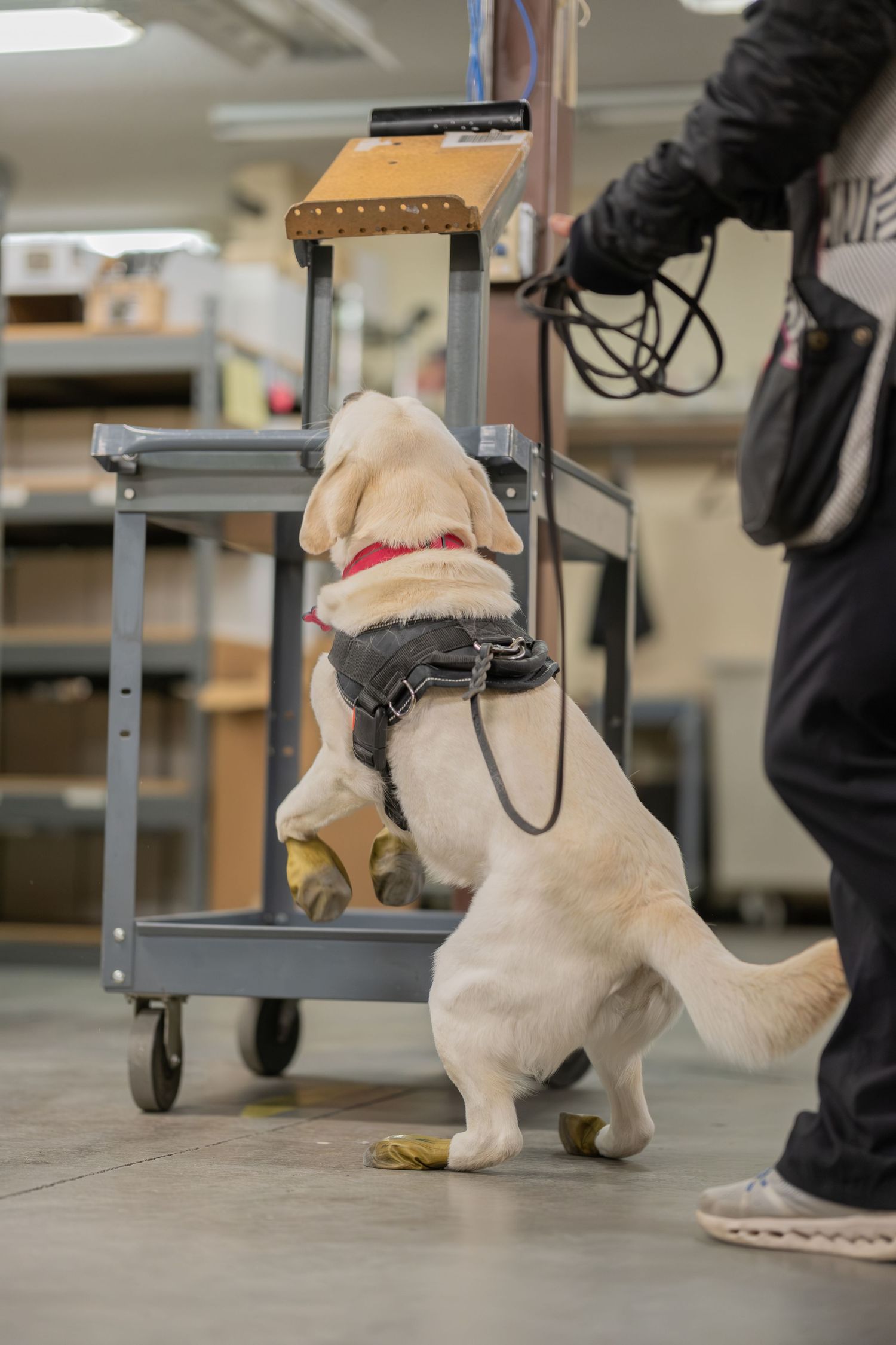 Yellow Labrador puppy in harness sniffing a gray utility cart during service dog training indoors.