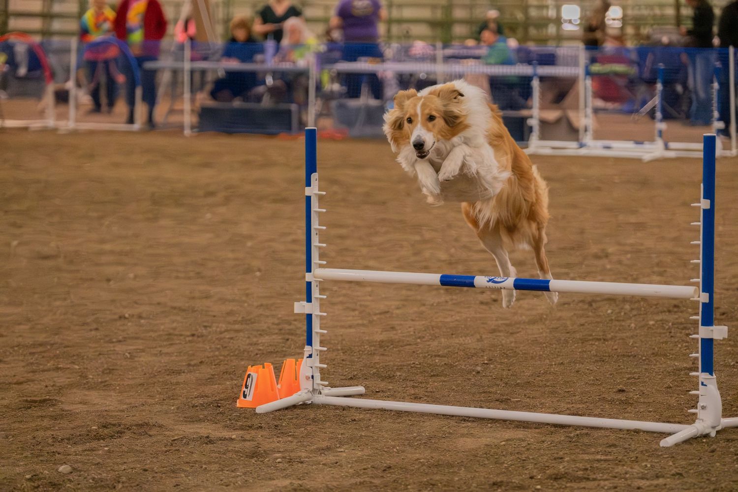 A fluffy golden dog leaping over a white and blue agility jump bar during an indoor dog agility competition.
