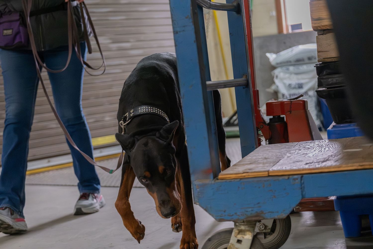 A Doberman Pinscher sniffs a cart in a warehouse while on a leash held by a handler in jeans.