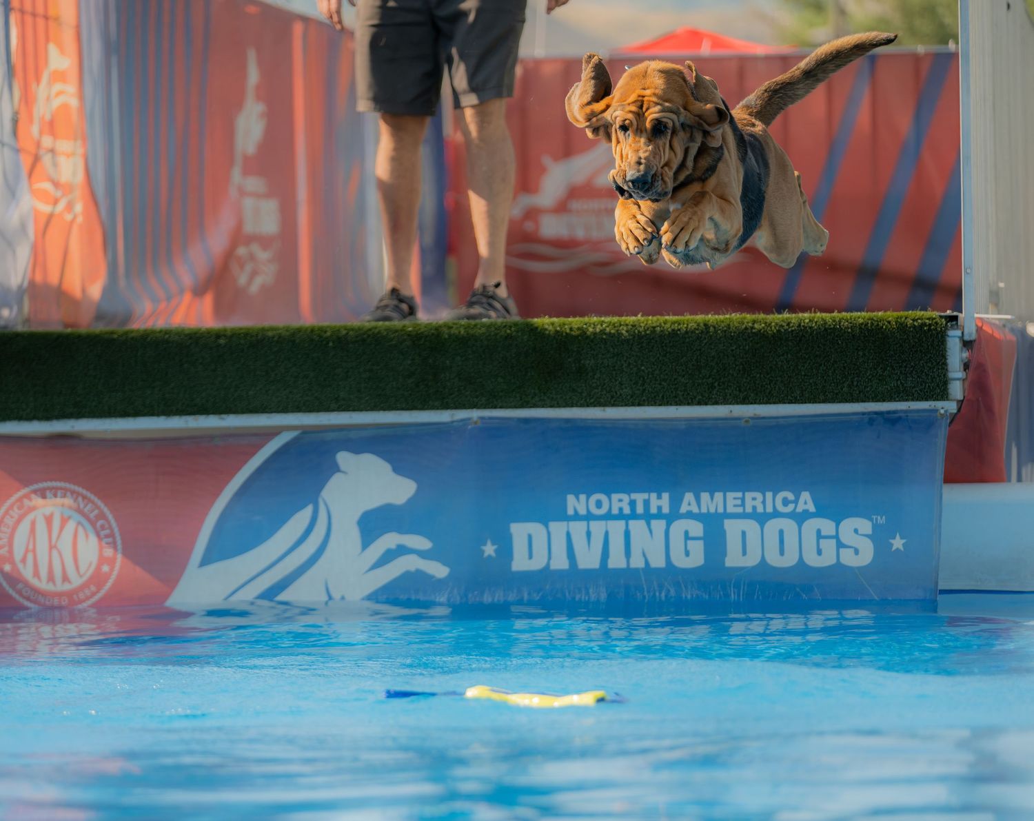 A dog leaps mid-air over a pool at a North America Diving Dogs AKC competition event.