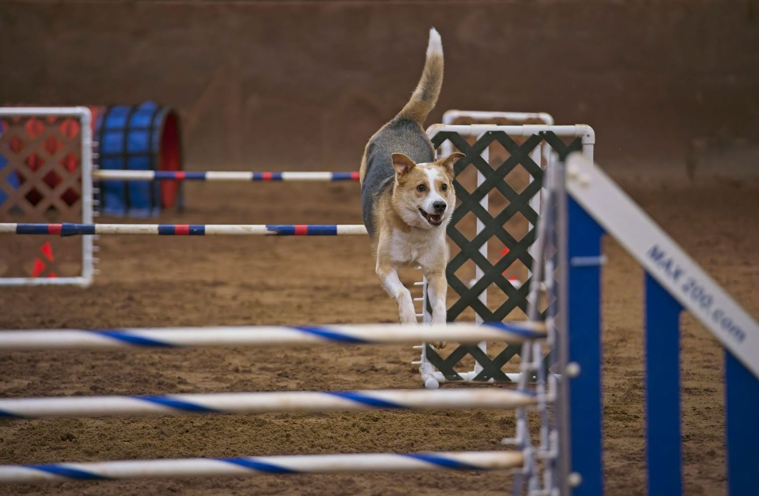Multiple agility course jumps and obstacles lined up in sequence on a dirt arena floor.