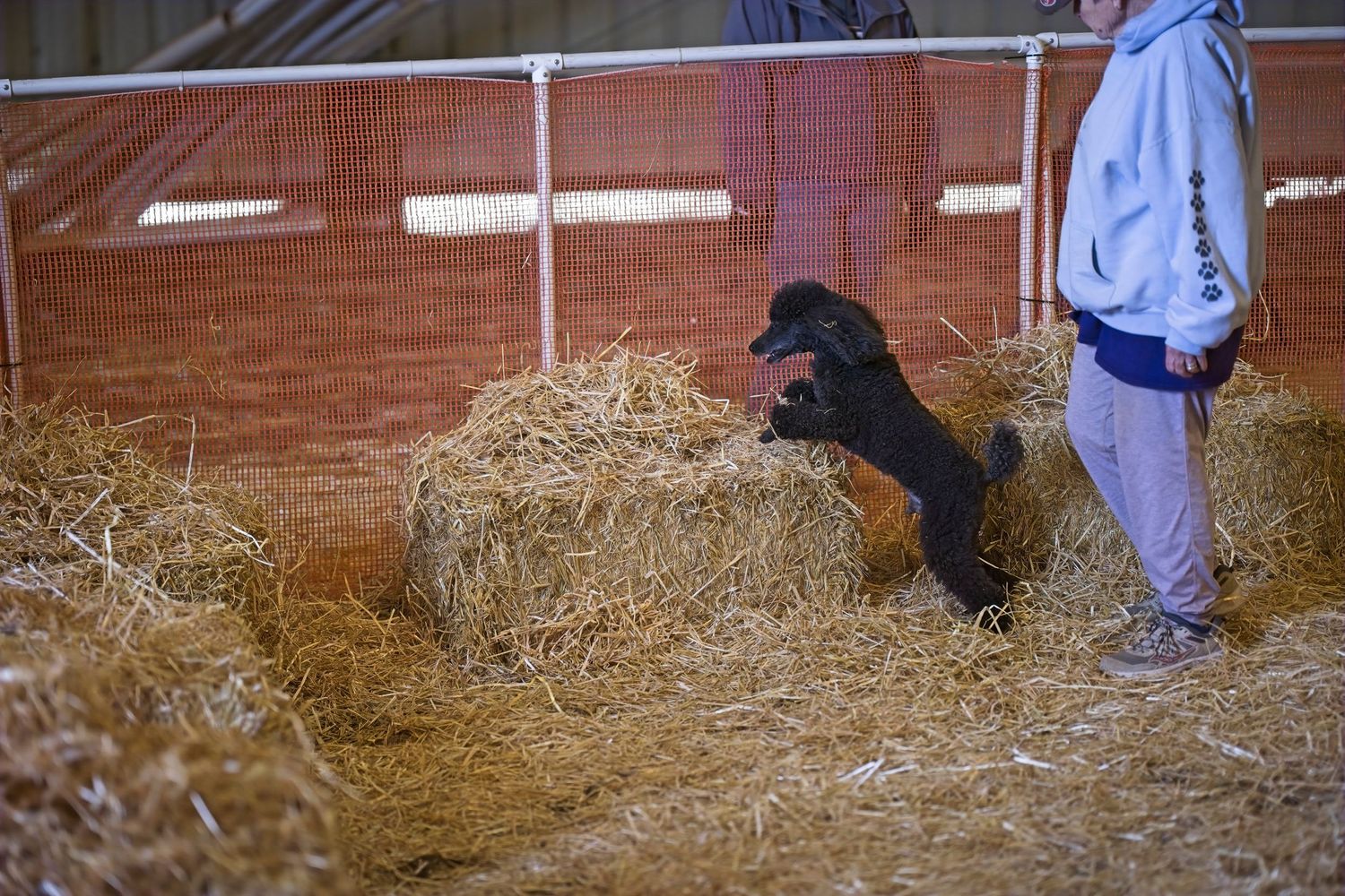 Black dog exploring and sniffing around hay bales in a barn setting.