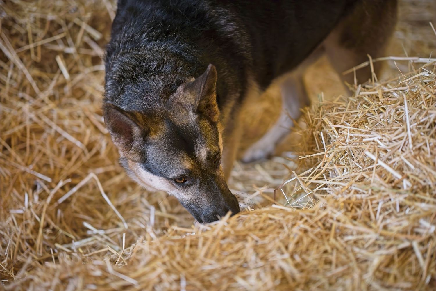 A gray cat with white markings rests comfortably in a bed of golden hay in a barn setting.