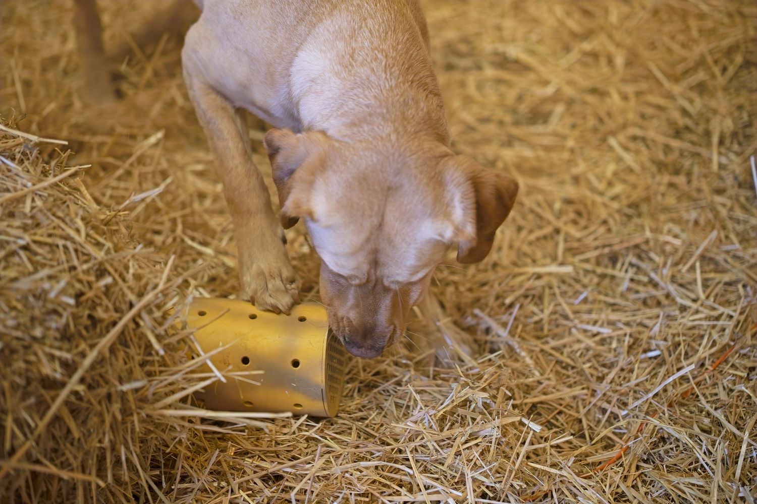 Light colored dog searching through straw on barn floor.