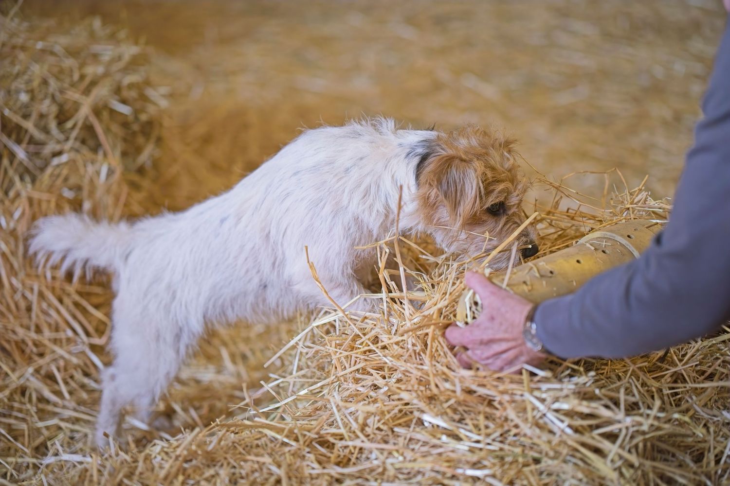 White dog searching through scattered hay during indoor training exercise.