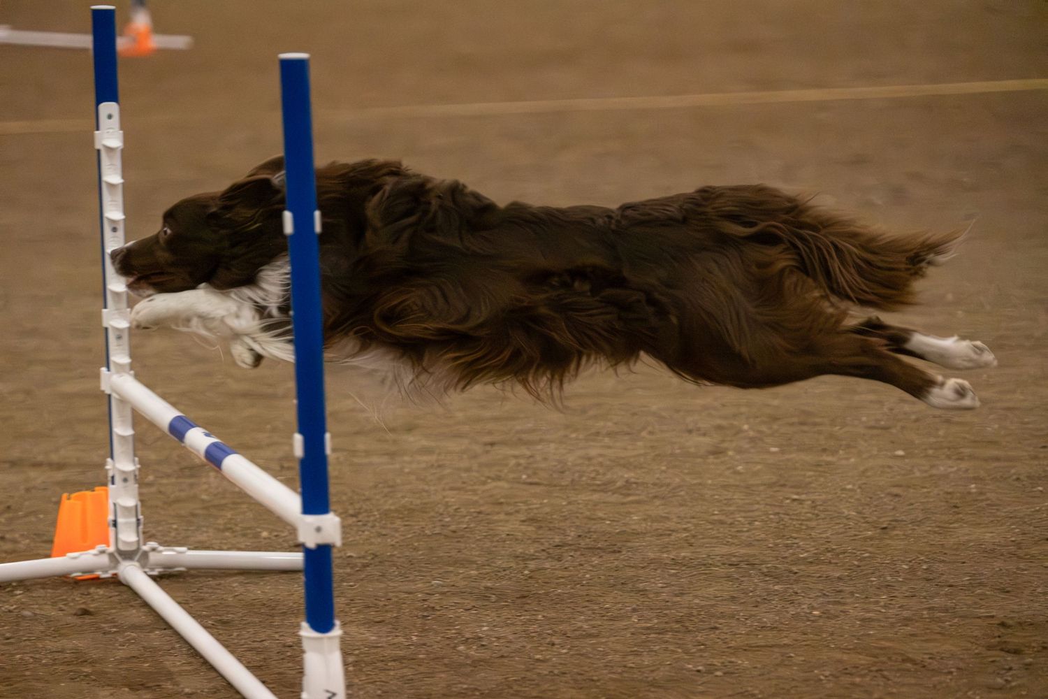 A border collie leaps gracefully over a blue and white agility jump bar during a dog agility competition.