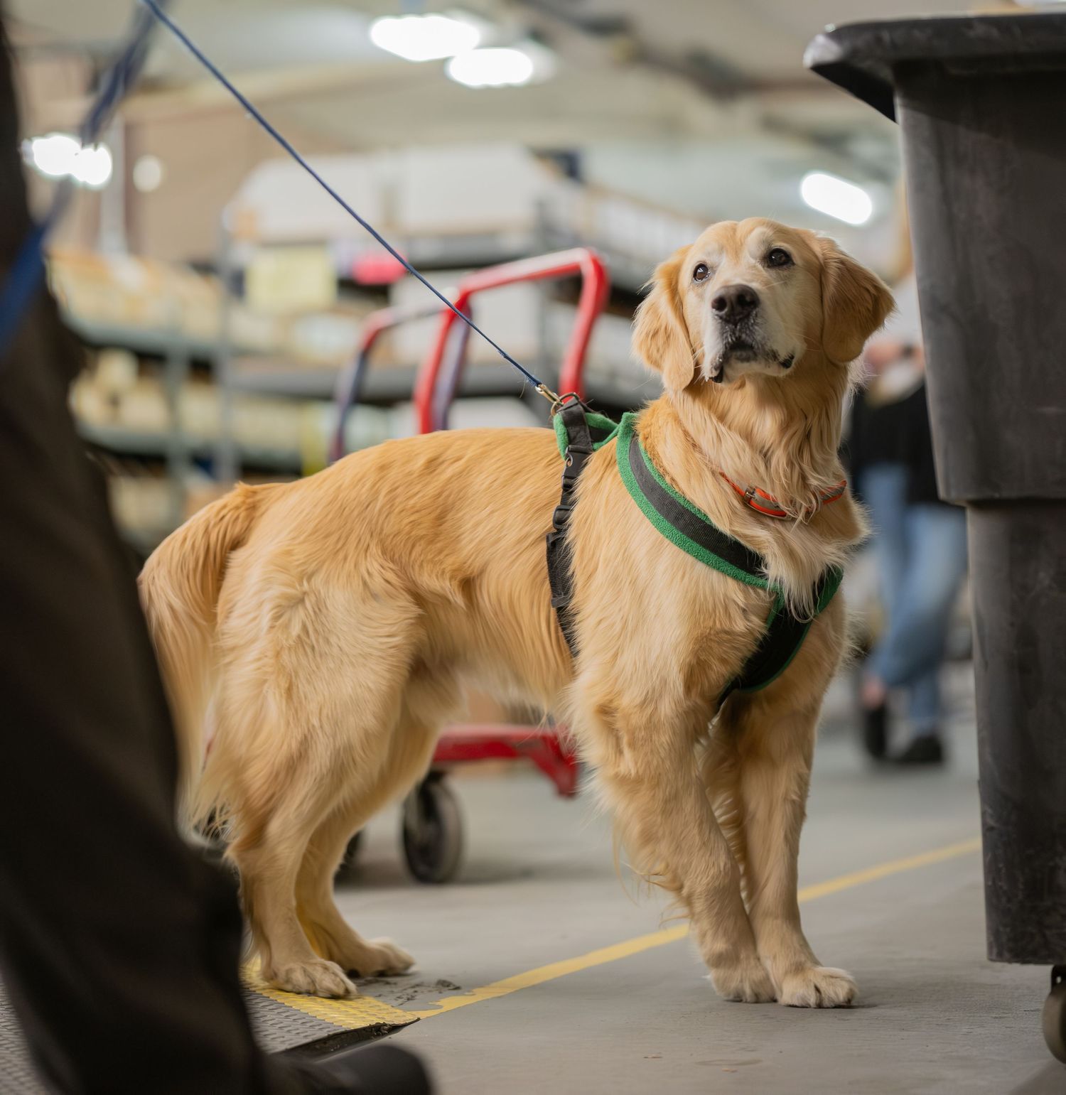 Golden retriever wearing a green harness on a leash standing alert inside a large indoor facility.