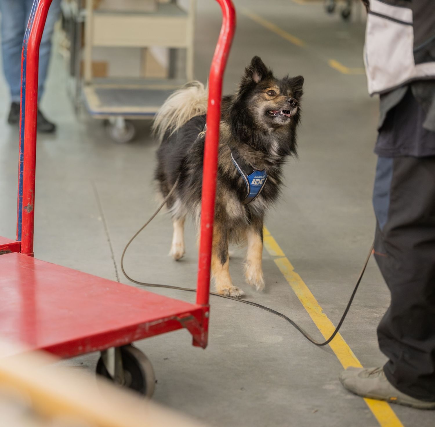 Small black and tan dog on leash wearing blue harness standing near red cart in warehouse.