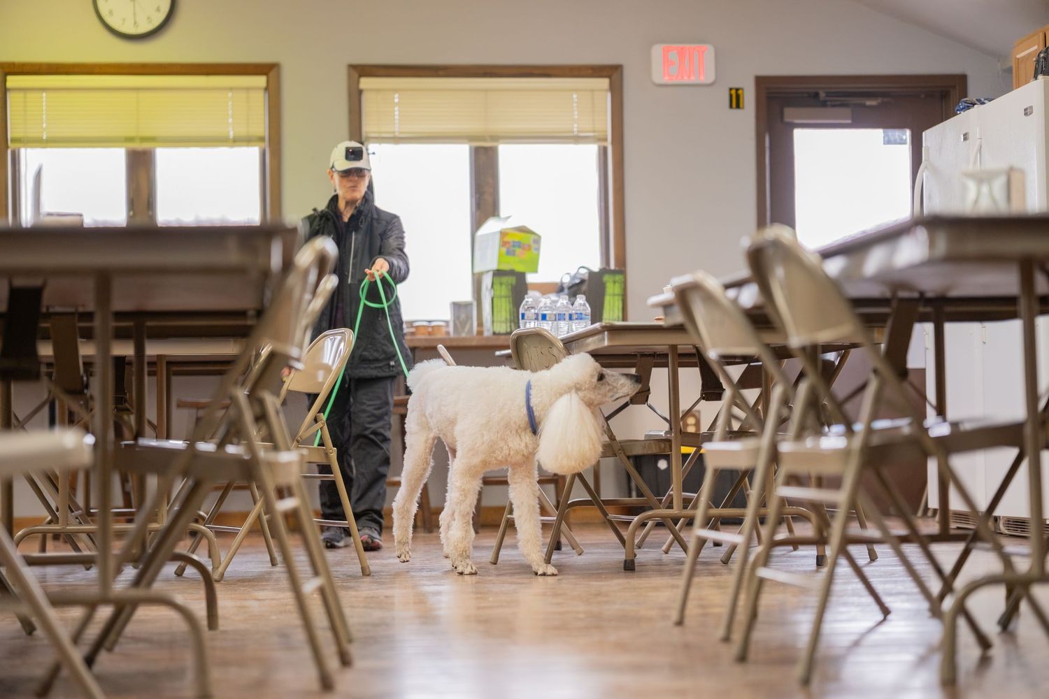 Person walking a white standard poodle through a folding chair-lined room in a community center.