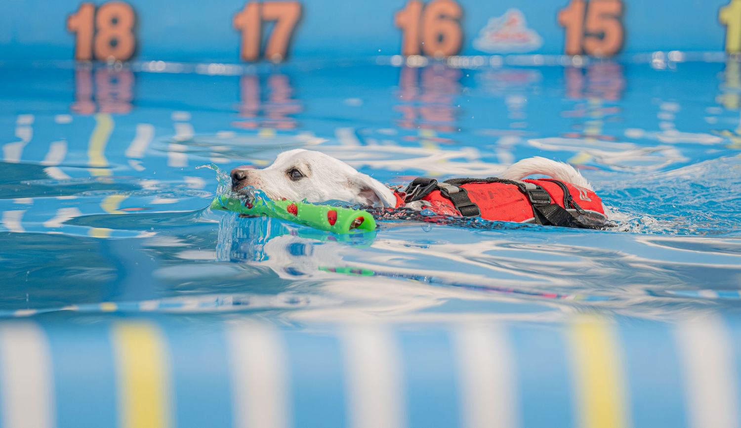 A dog wearing an orange life jacket swims in a pool carrying a toy in its mouth.