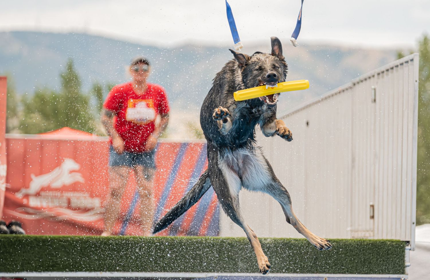 German Shepherd dog leaping mid-air catching a yellow frisbee at an outdoor dock diving competition.