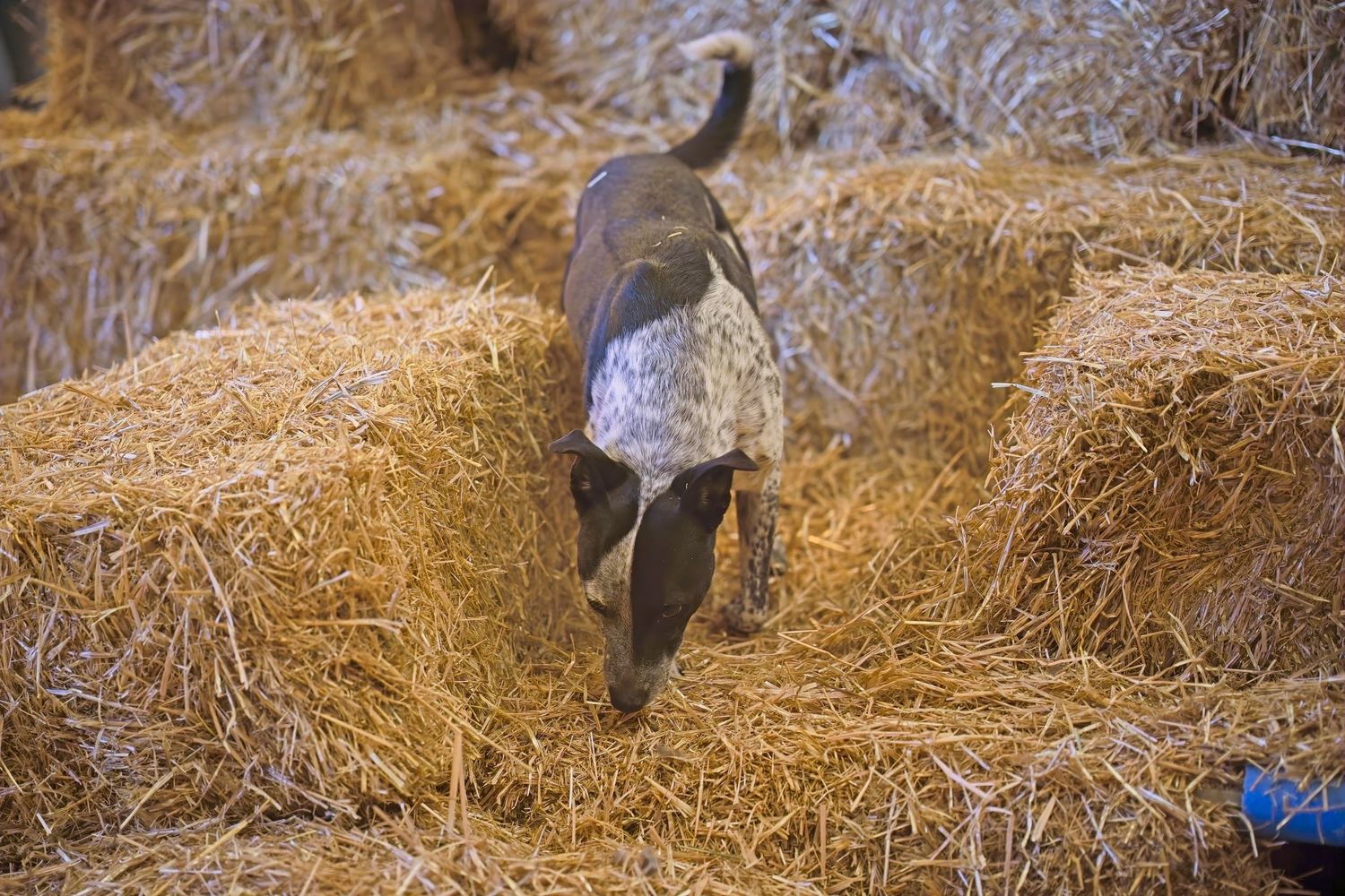 Dogs navigate through a straw maze course in an indoor barn setting.