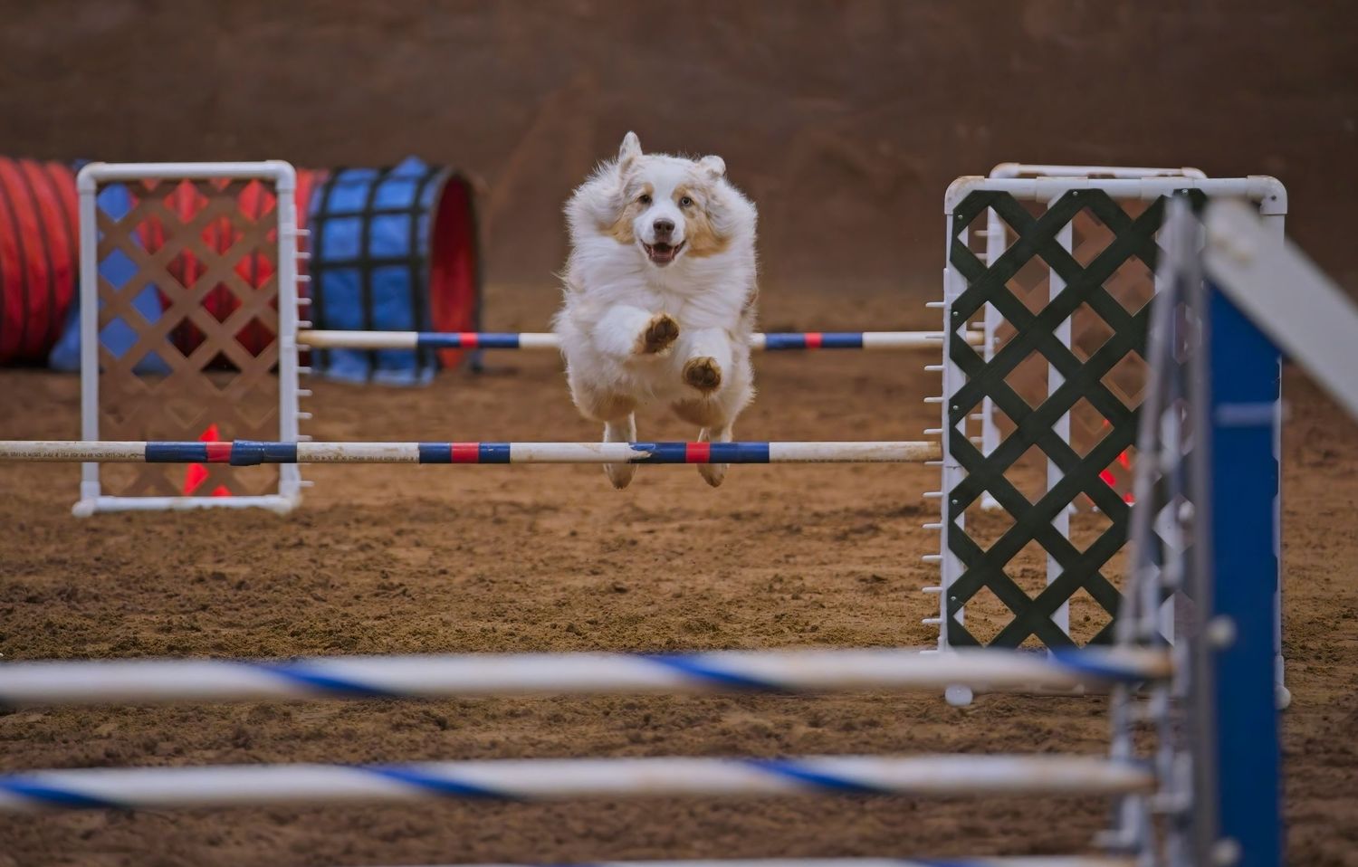 A white Samoyed dog gracefully leaps over a blue agility jump bar during a competition.