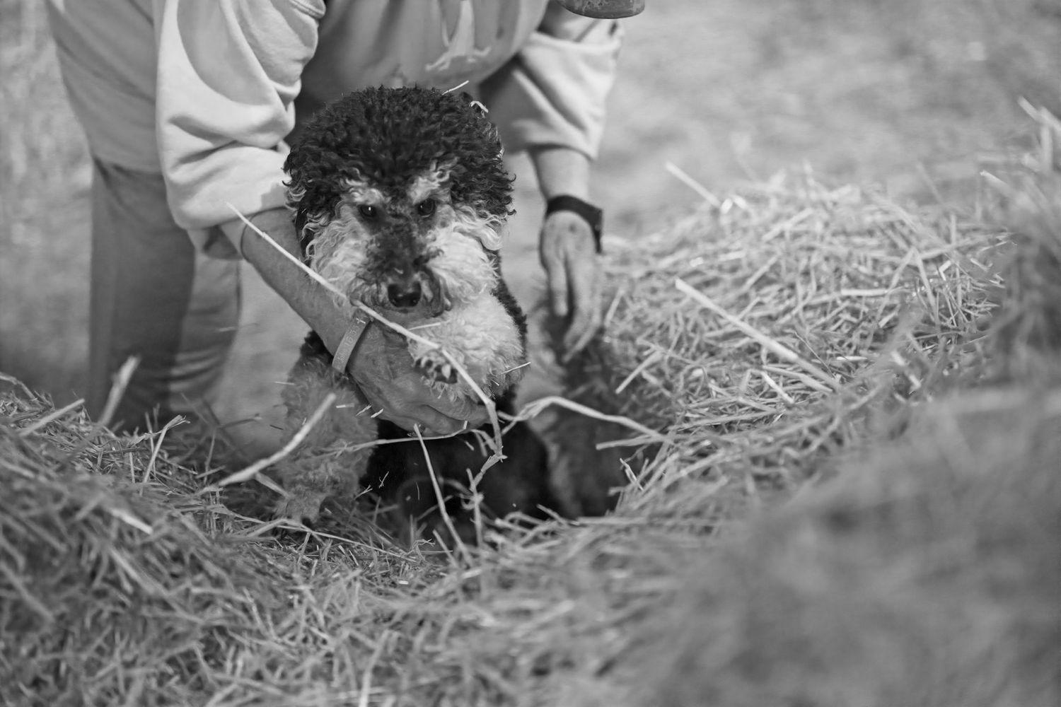 A black and white photo of a small dog being groomed outdoors in a pile of hay.