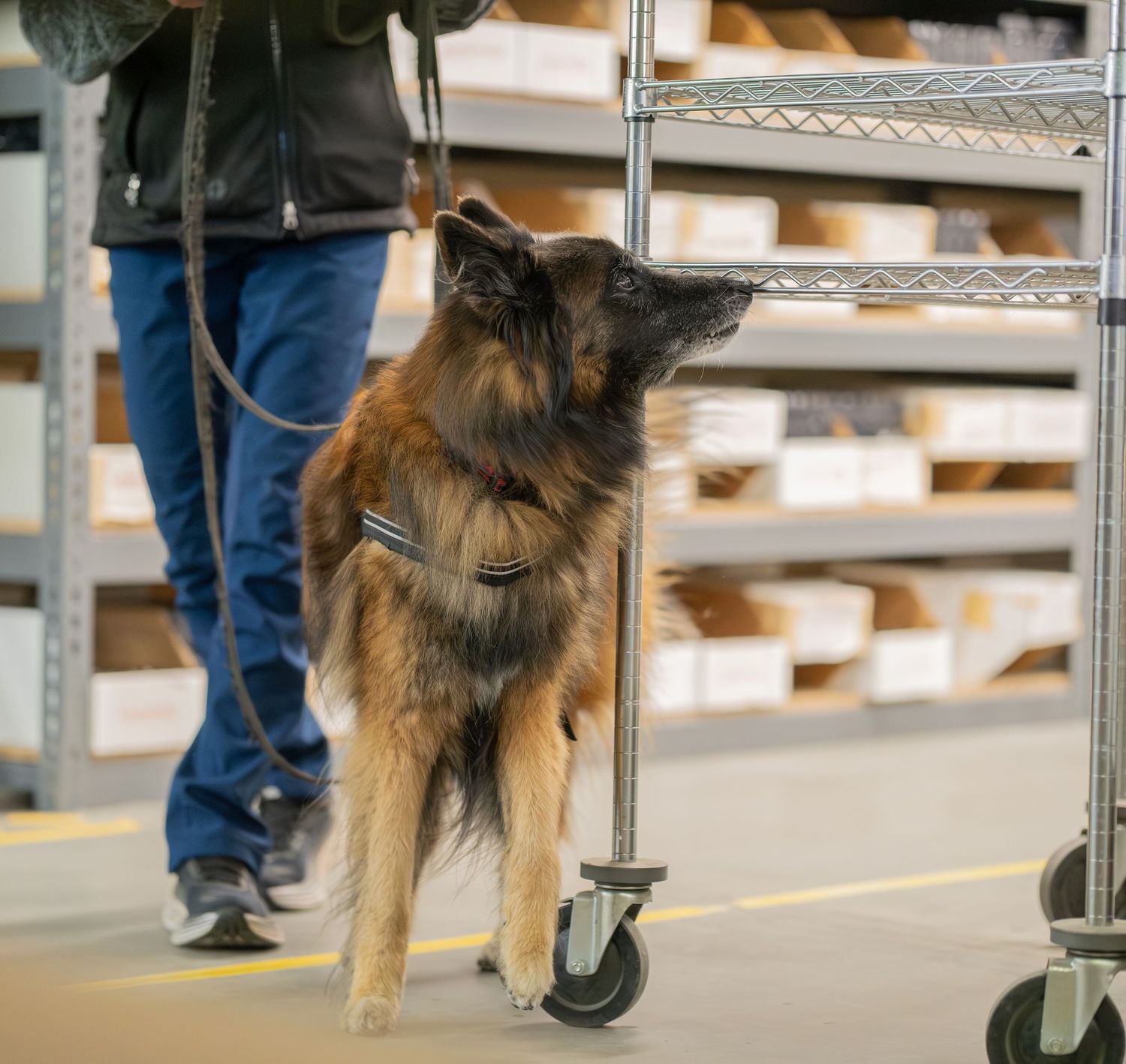A fluffy German Shepherd dog on a leash sniffing a metal cart in a warehouse aisle.