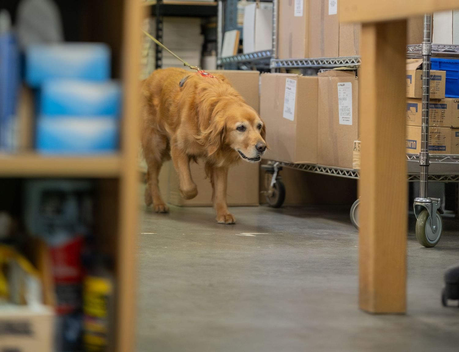 Golden retriever dog walking through a warehouse storage area with cardboard boxes and shelving units.