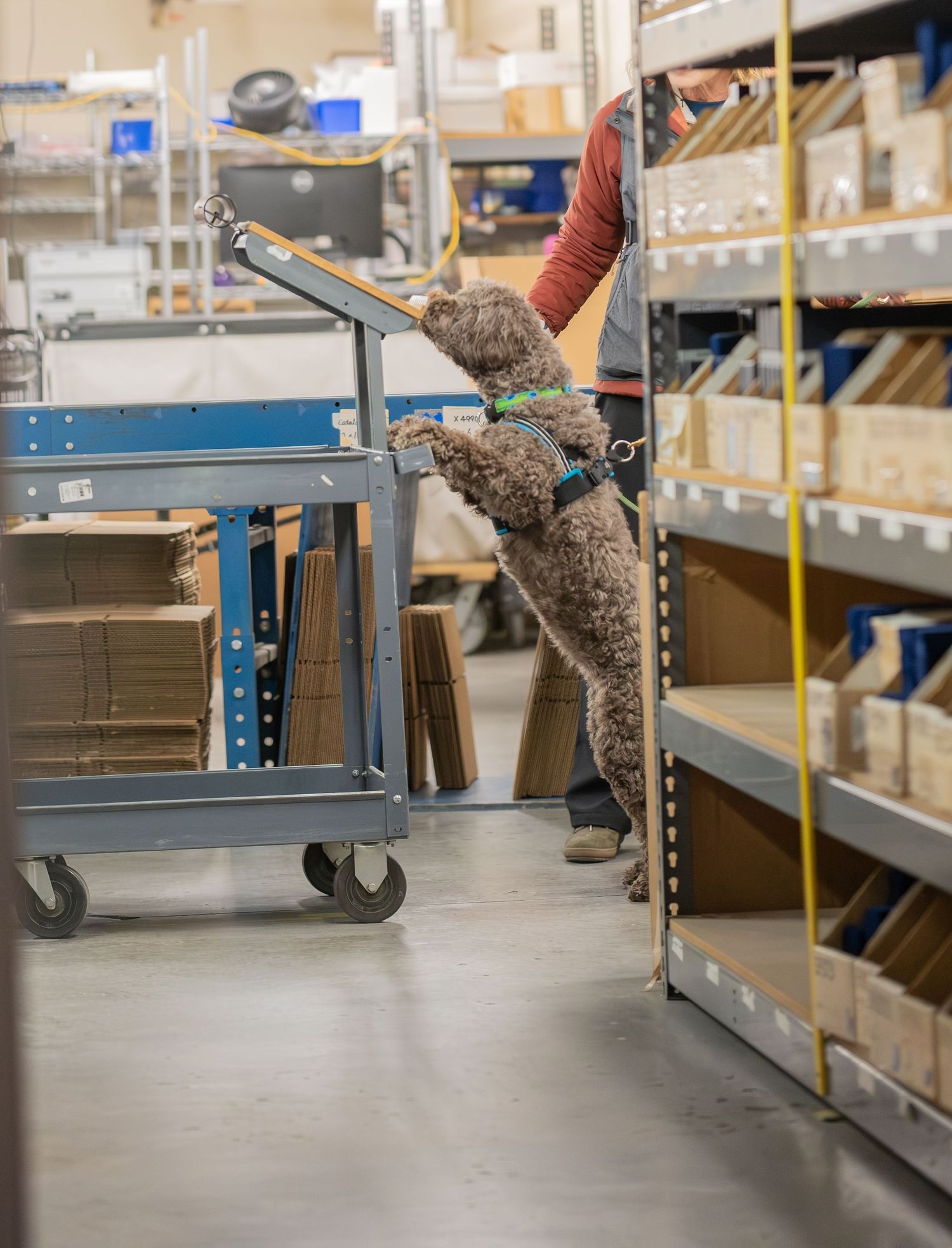 A curly-haired brown dog stands on hind legs exploring warehouse shelves beside a blue metal cart.