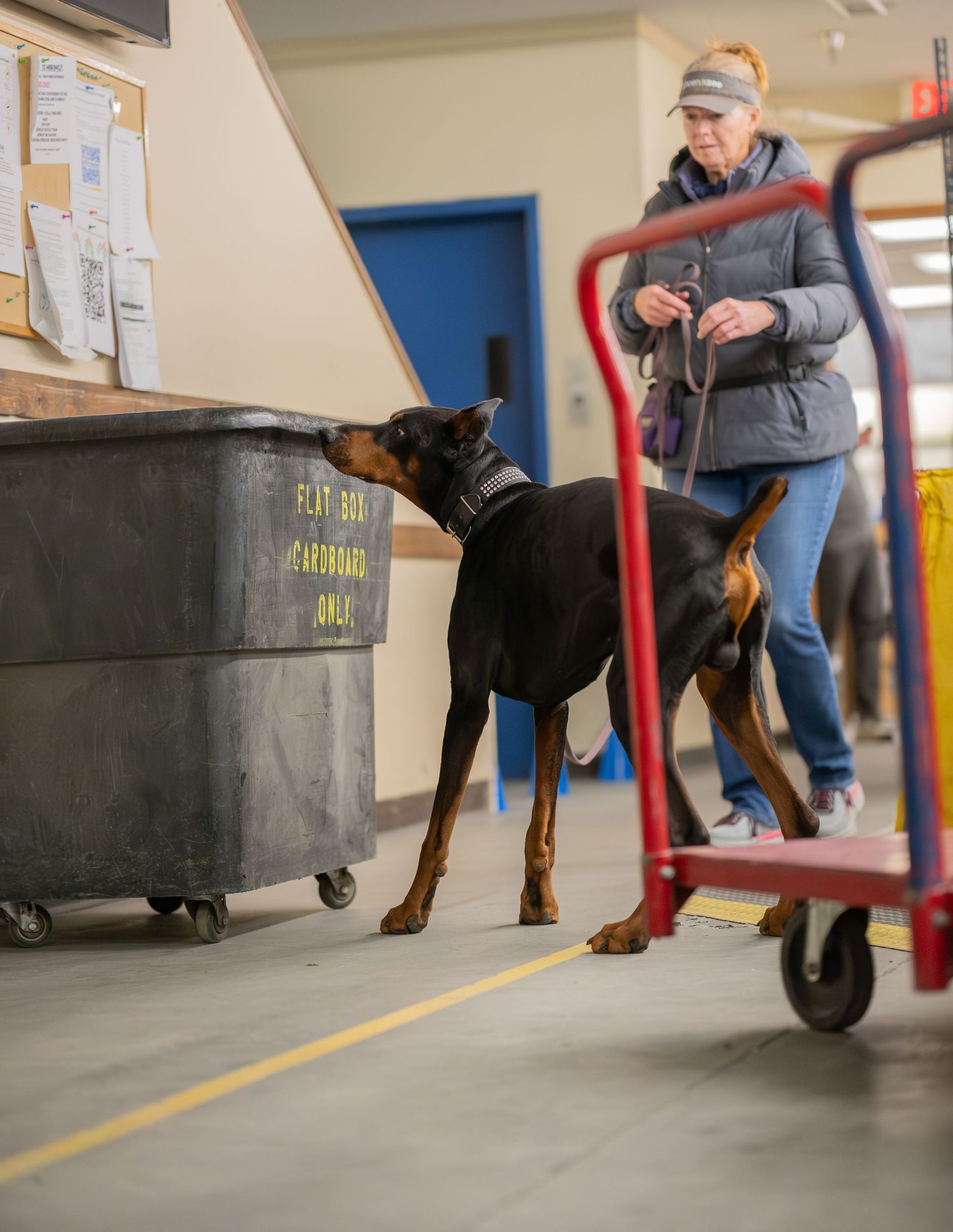 A Doberman Pinscher on a leash sniffs near a cardboard bin as a woman in a gray jacket walks nearby indoors.