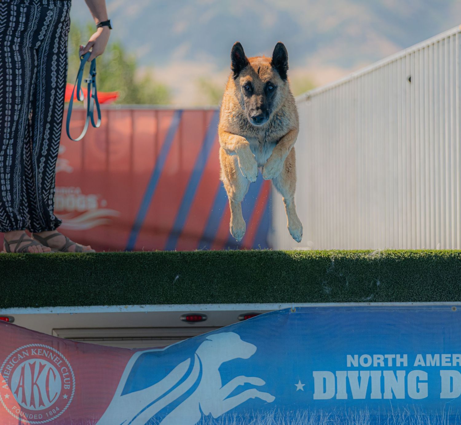 A dog leaps off a dock at an AKC North American Diving Dogs competition outdoors.