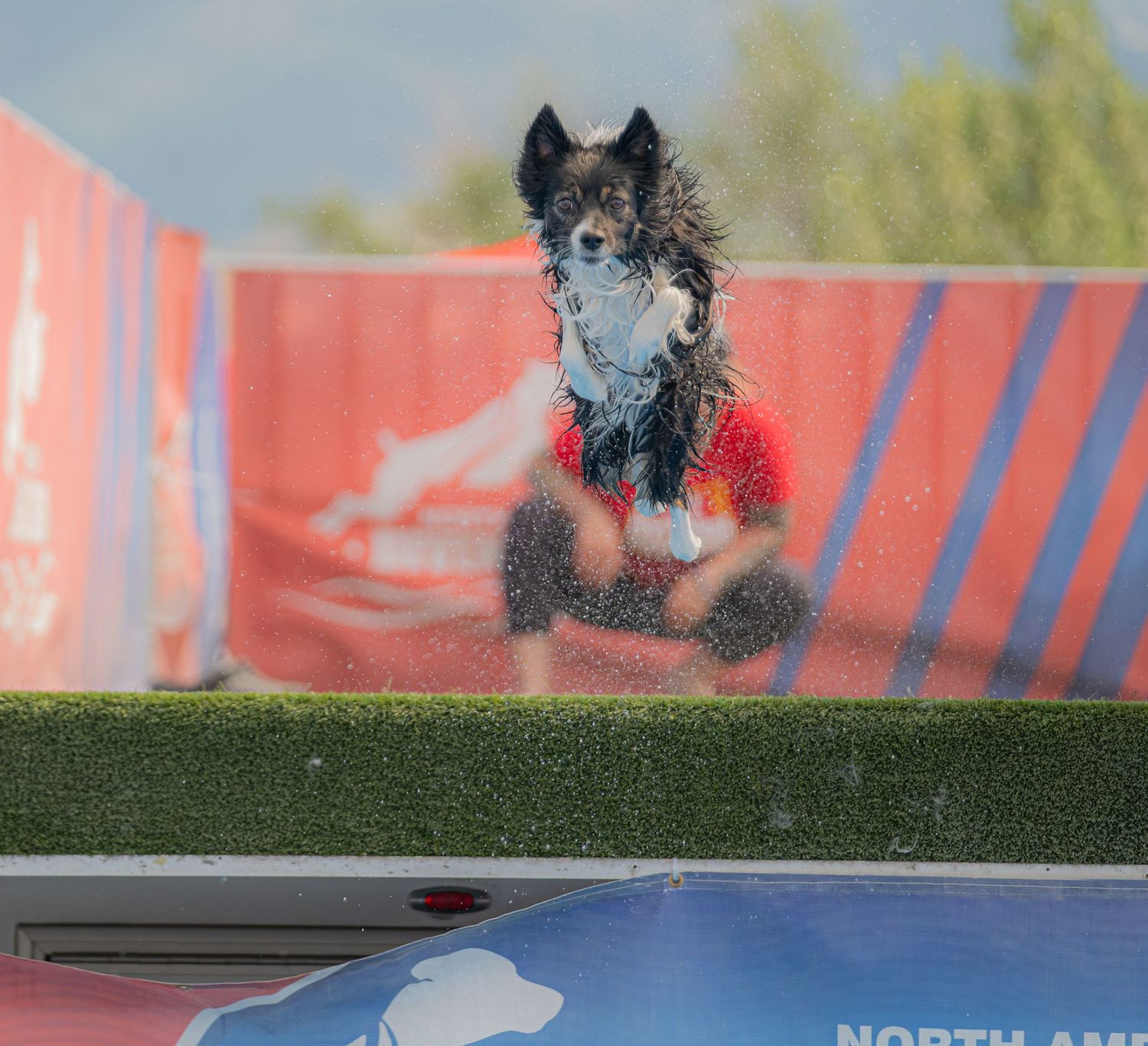 A wet dog leaps mid-air during a dock diving competition, with water droplets flying against a red backdrop.
