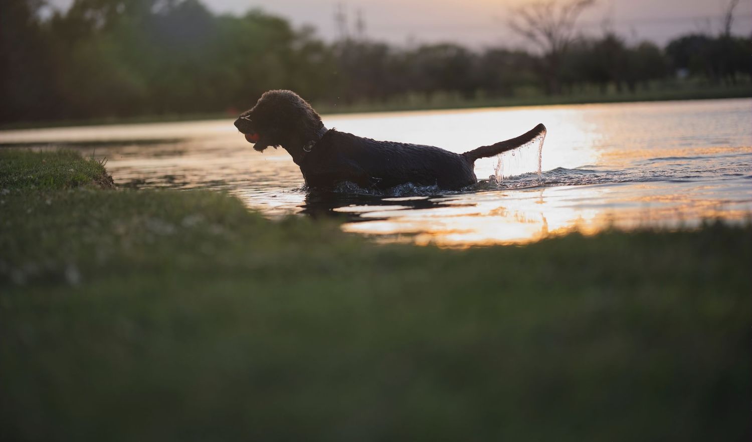 A dog splashing and playing in water during golden hour.