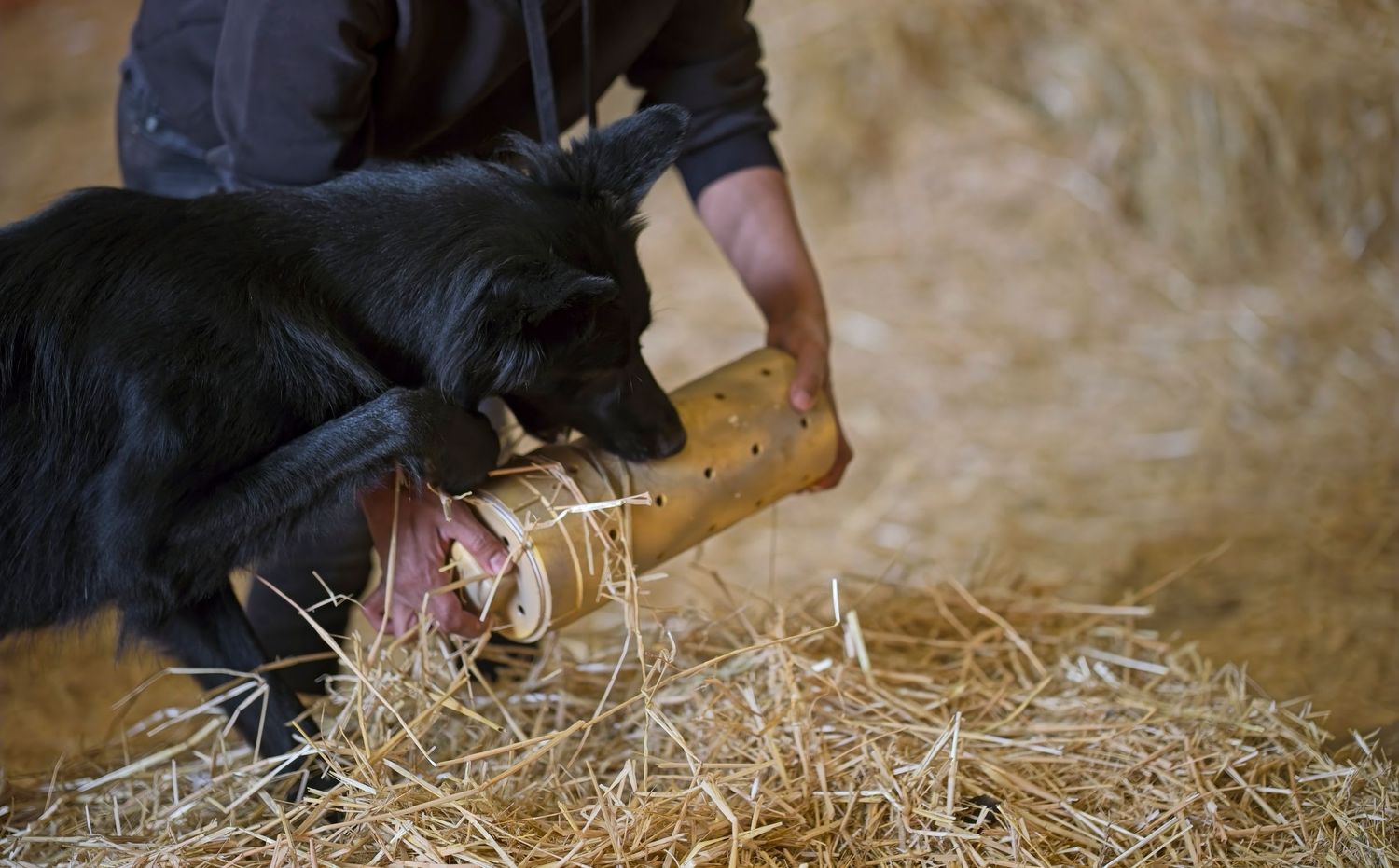 Dog eagerly searching through straw with focused attention.