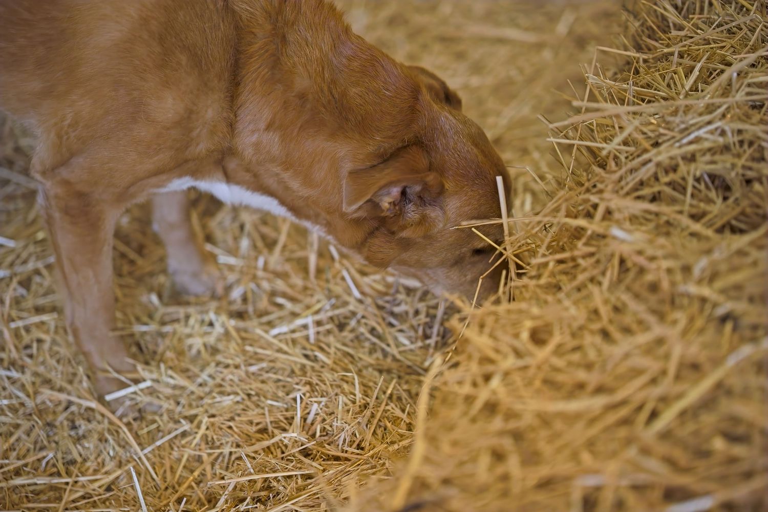 Close-up of a brown dog investigating hay in a barn setting.