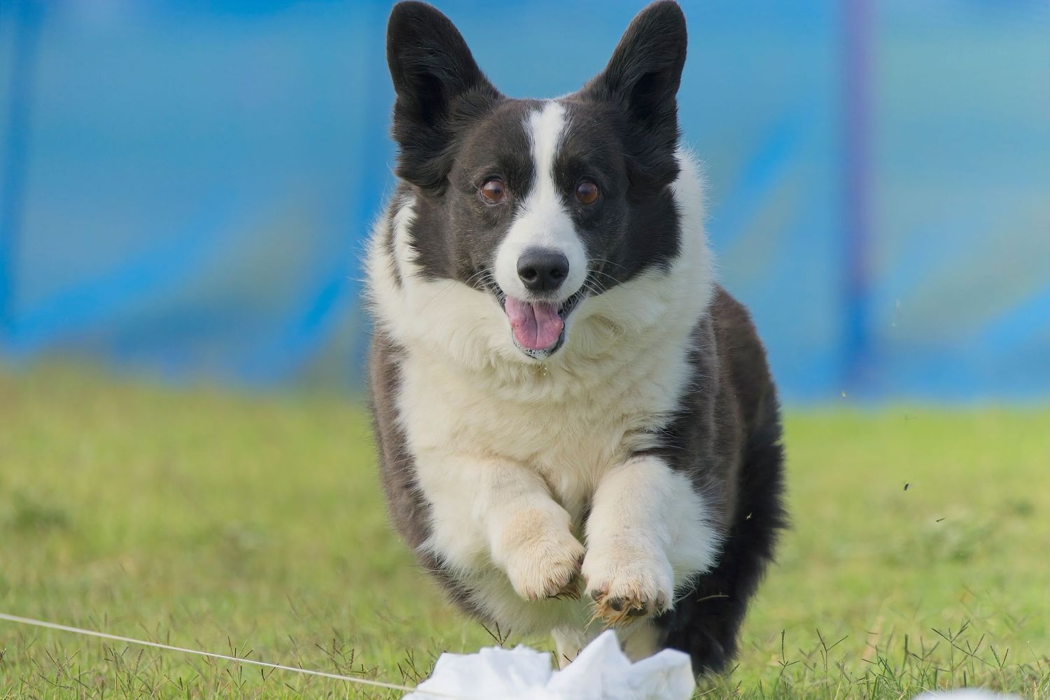 Border collie dog lying on grass with blue sky background showing happy expression.