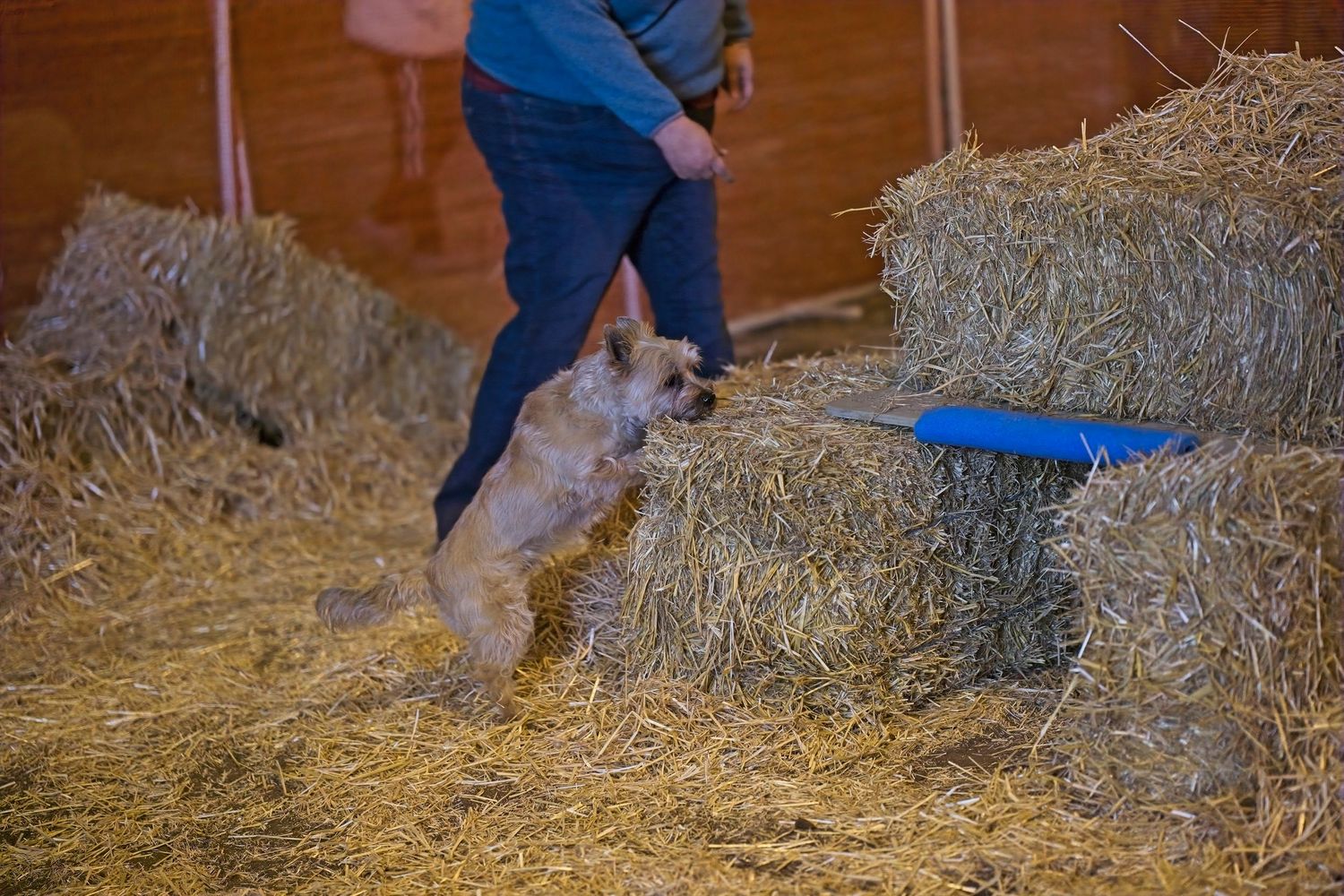 Small white dog playing and running through scattered hay bales in a rustic barn setting.