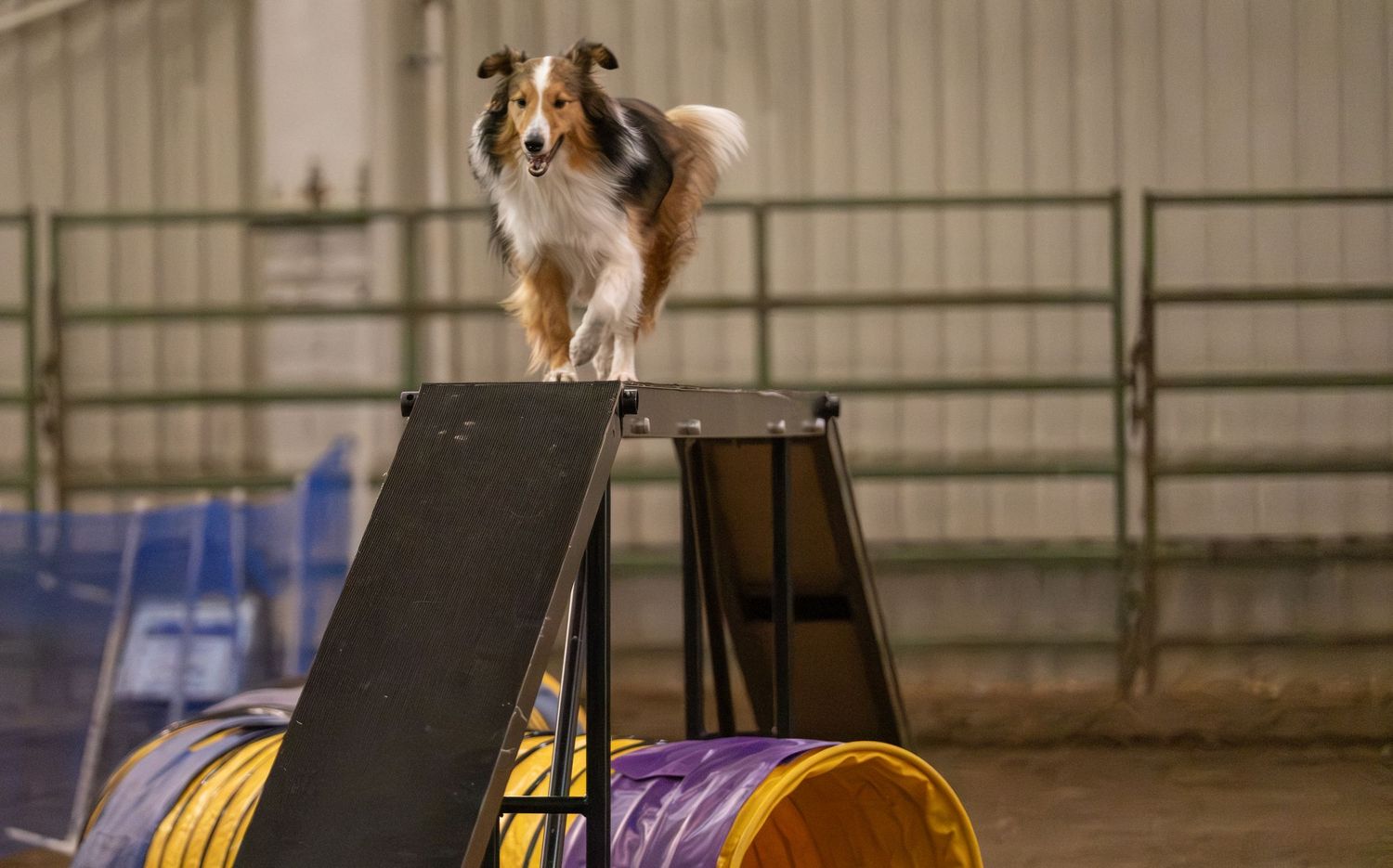 Shetland Sheepdog competing in agility course, balancing on elevated dog walk obstacle indoors.